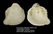 PLIOCENE-TAMIAMI FORMATION Trigoniocardia columba